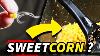 Is Sweetcorn The Best Cheap Bait For Carp Fishing